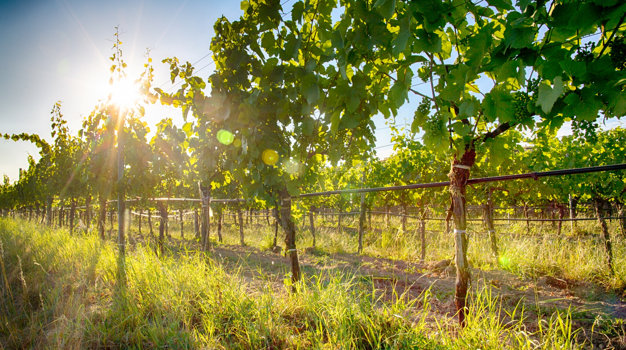 Weingut Hagmann - Landschaft