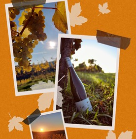 Herbst im Weingarten