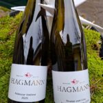 2 Flaschen Jungwein 2025, Frühroter Veltliner und Rivaner